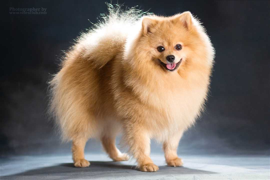 Белый померанский шпиц: фотографии и популярность данного окраса