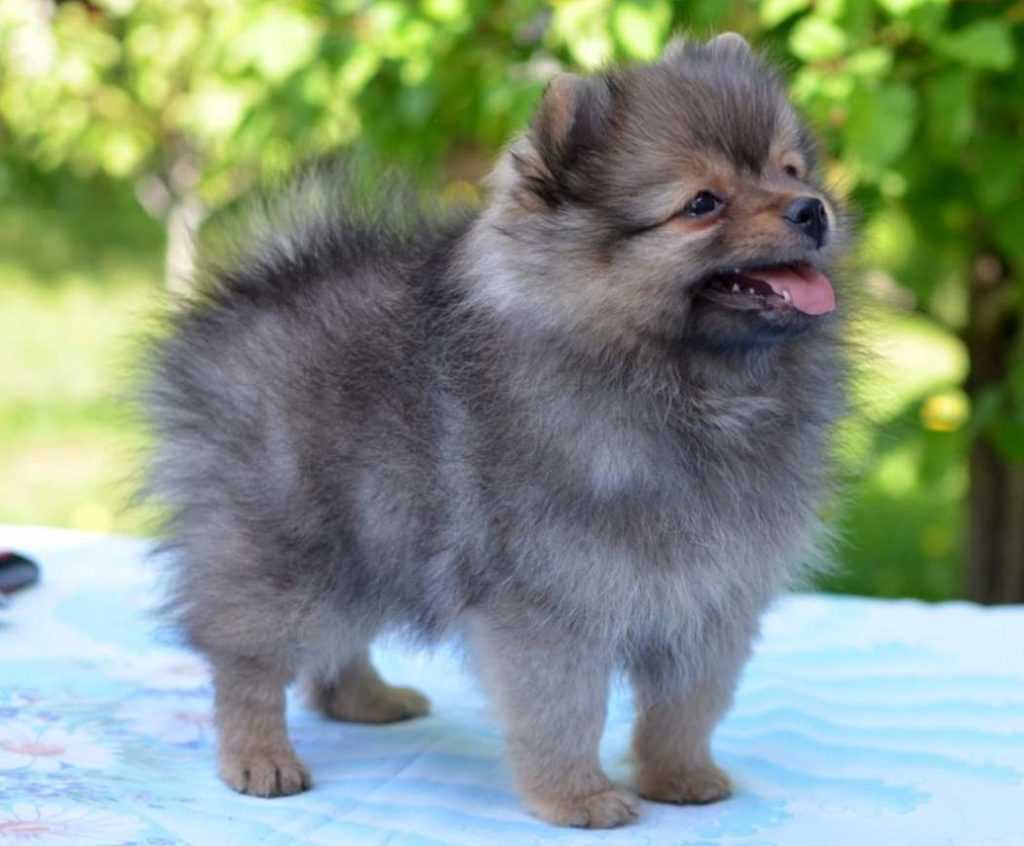 Шпиц как порода собаки: особенности и требования