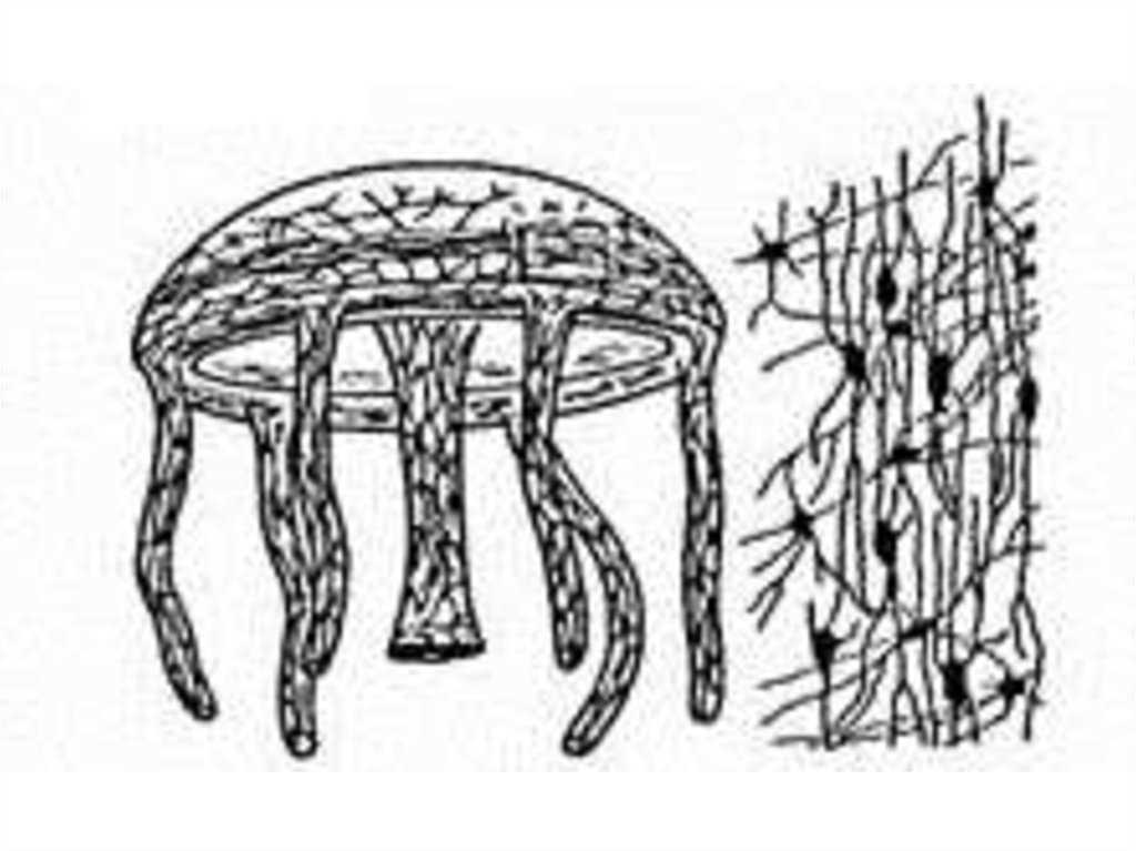 Нервная система медузы