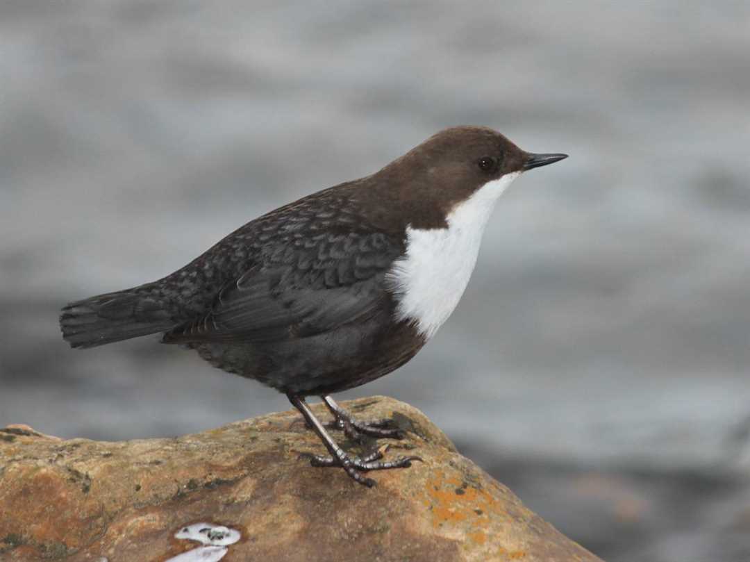 Виды оляпок