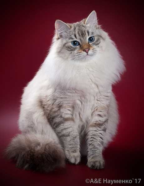 Характер кота