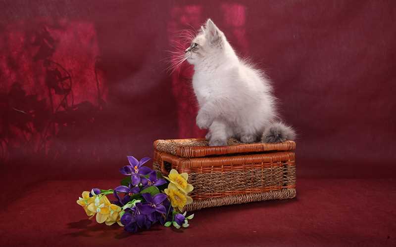 Невский маскарадный кот: история происхождения, особенности и характер