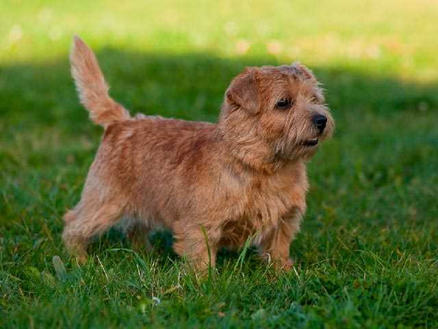 Рет терьер: характеристики и описание породы