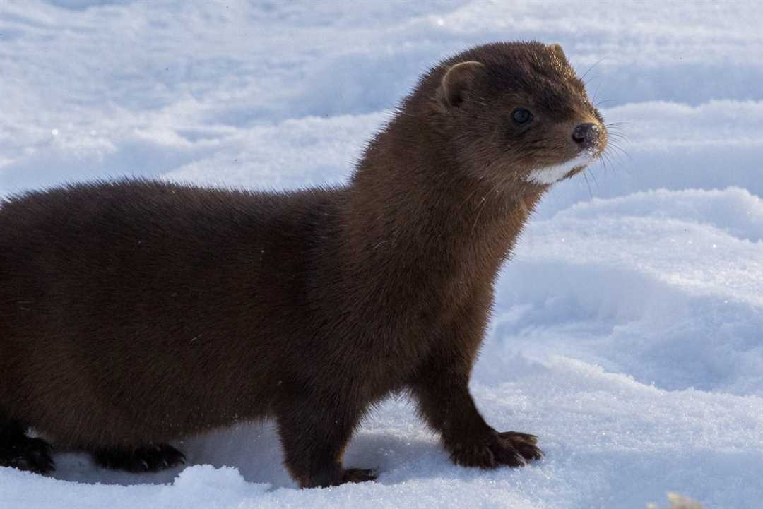 Фото норки: как выглядит животное?