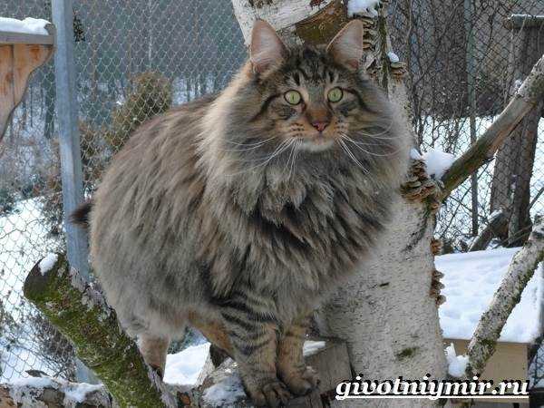 Внешние особенности