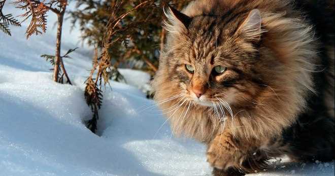 Норвежская лесная кошка: описание породы, характер, особенности ухода Норвежская лесная кошка: описание породы, характер, особенности ухода