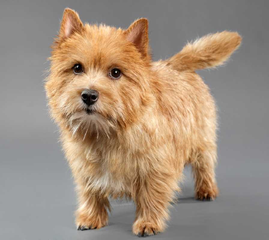 Характер и особенности поведения