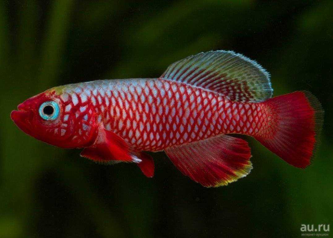 Нотобранхиус рахова и аквариумное содержание