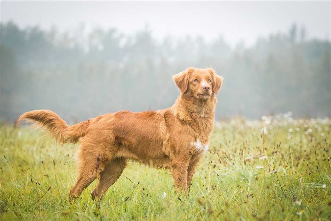 Воспитание и социализация щенка новошотландского ретривера