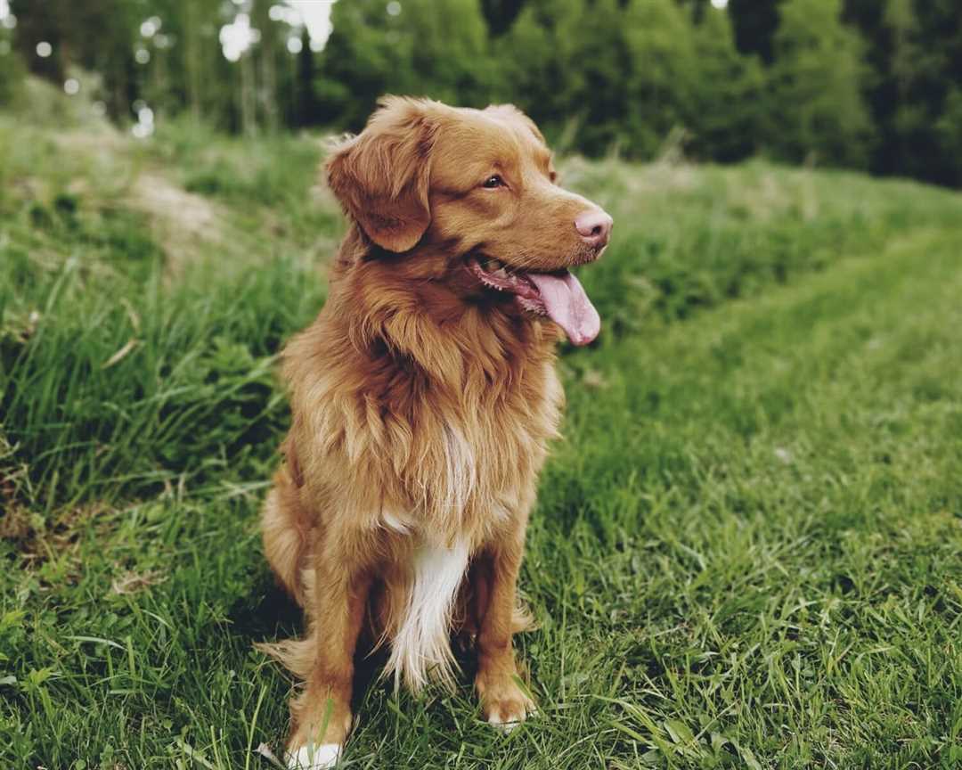 Новошотландский ретривер фото