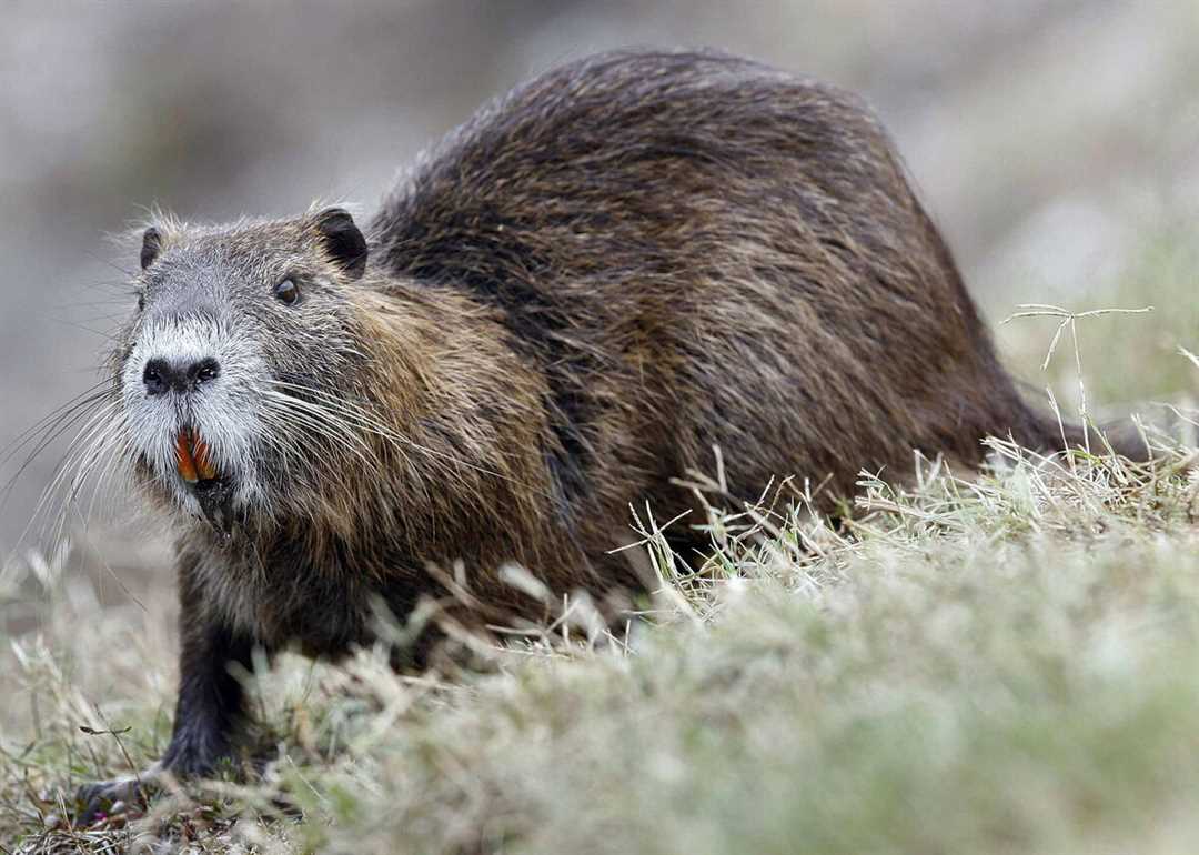 Фото нутрии зверька