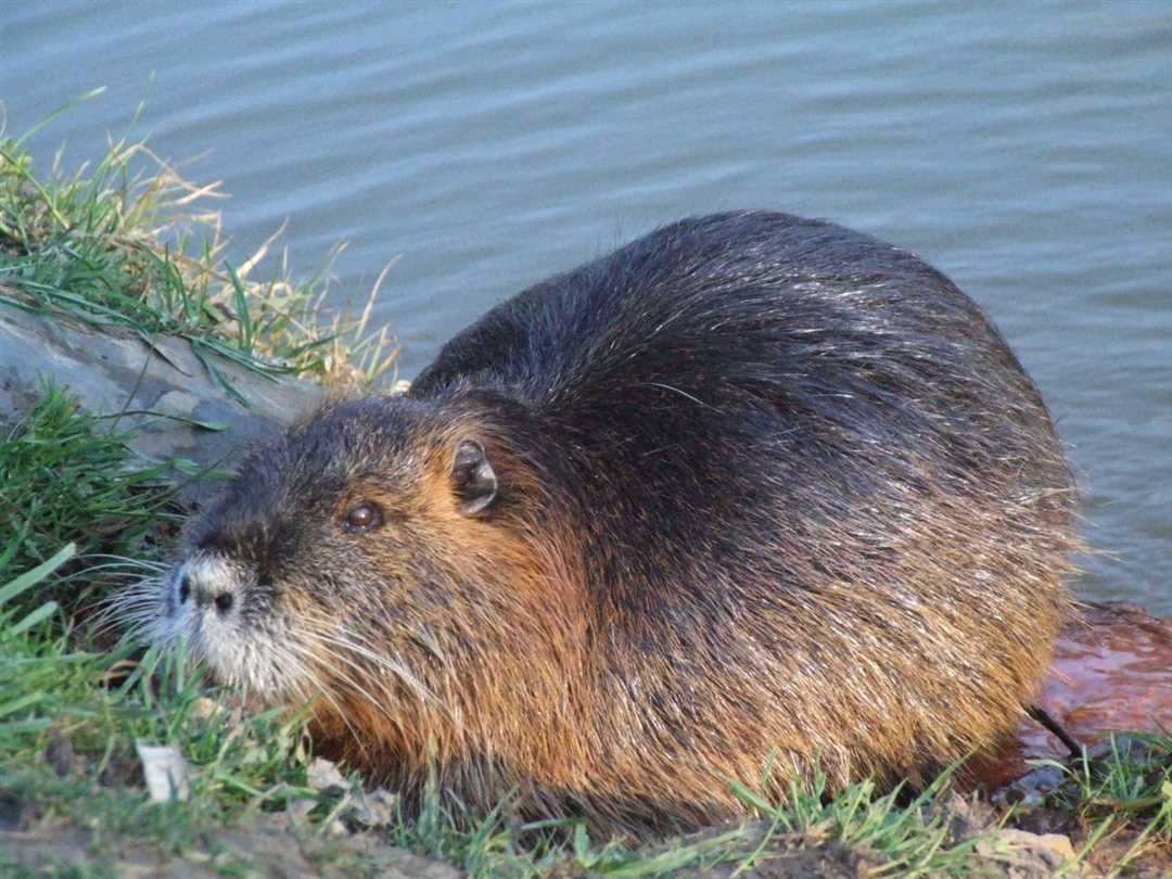 Почему нутрии едят своих детенышей?