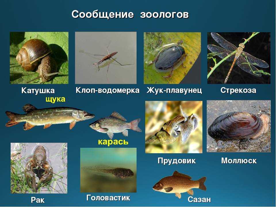 Многообразие обитателей