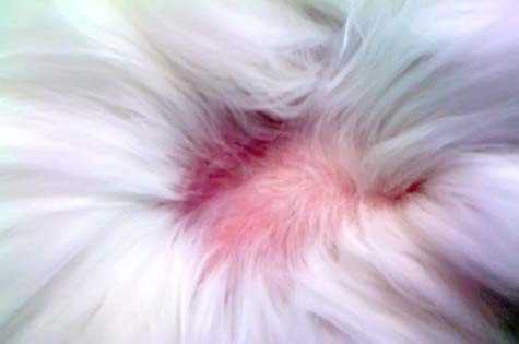 Чистота жилых помещений и личной гигиены кошки