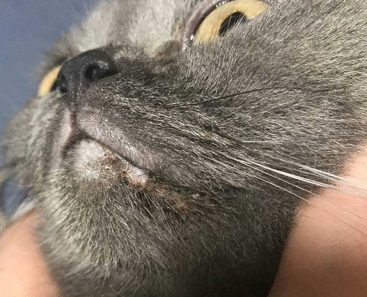 Облысение у кошек: причины, симптомы, лечение и профилактика