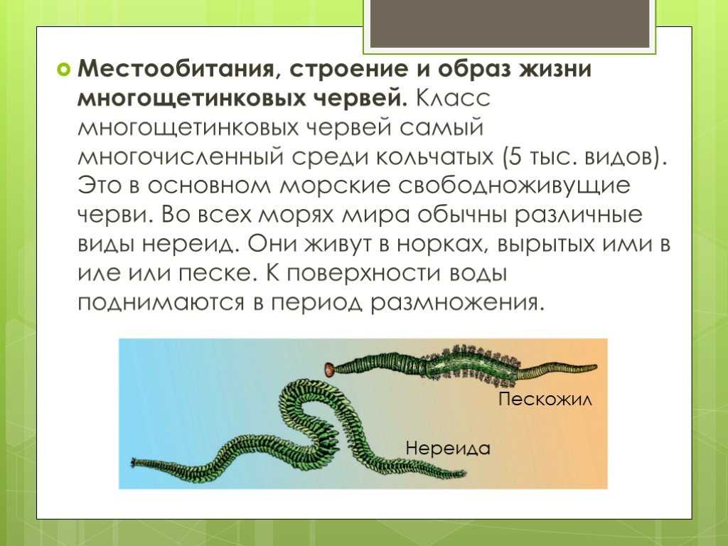 Сравните изображения личинок морского брюхоногого моллюска и морского многощетинкового червя