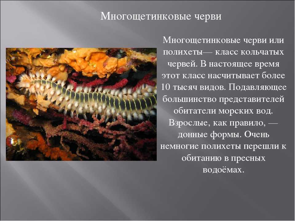 Роль многощетинковых червей в экосистемах