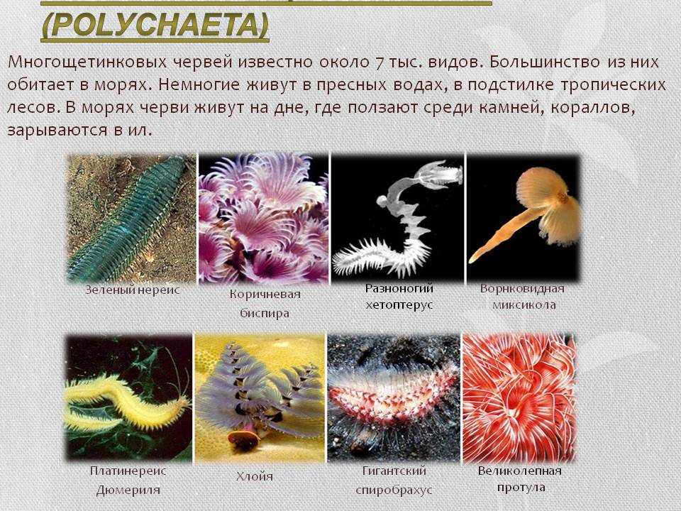 Класс многощетинковые черви презентация 7 класс