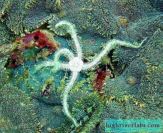 Особенности среды обитания и размножения офиур (иглокожих)