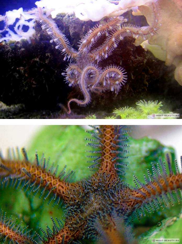 Образ жизни офиуры