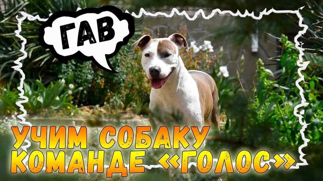 Не повреждает ли здоровье собаки постоянное произношение звуков?