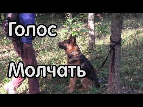 Часто задаваемые вопросы про обучение команде 