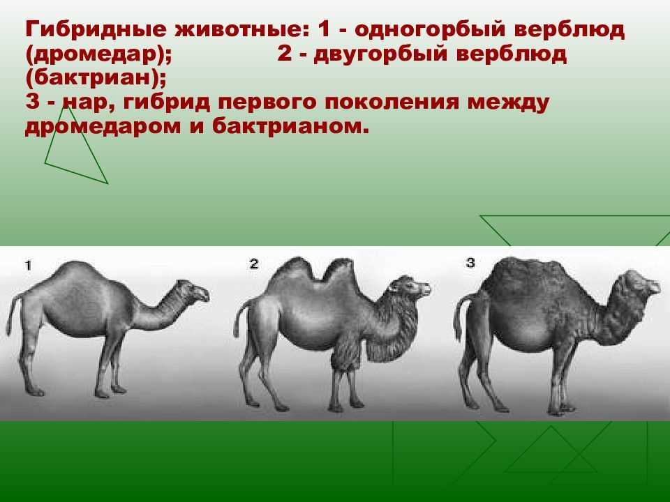 Строение верблюда. Гибрид одногорбого верблюда. Верблюд одногорбый и двугорбый. Скелет двугорбого верблюда. Скрещивание одногорбого и двугорбого верблюда.