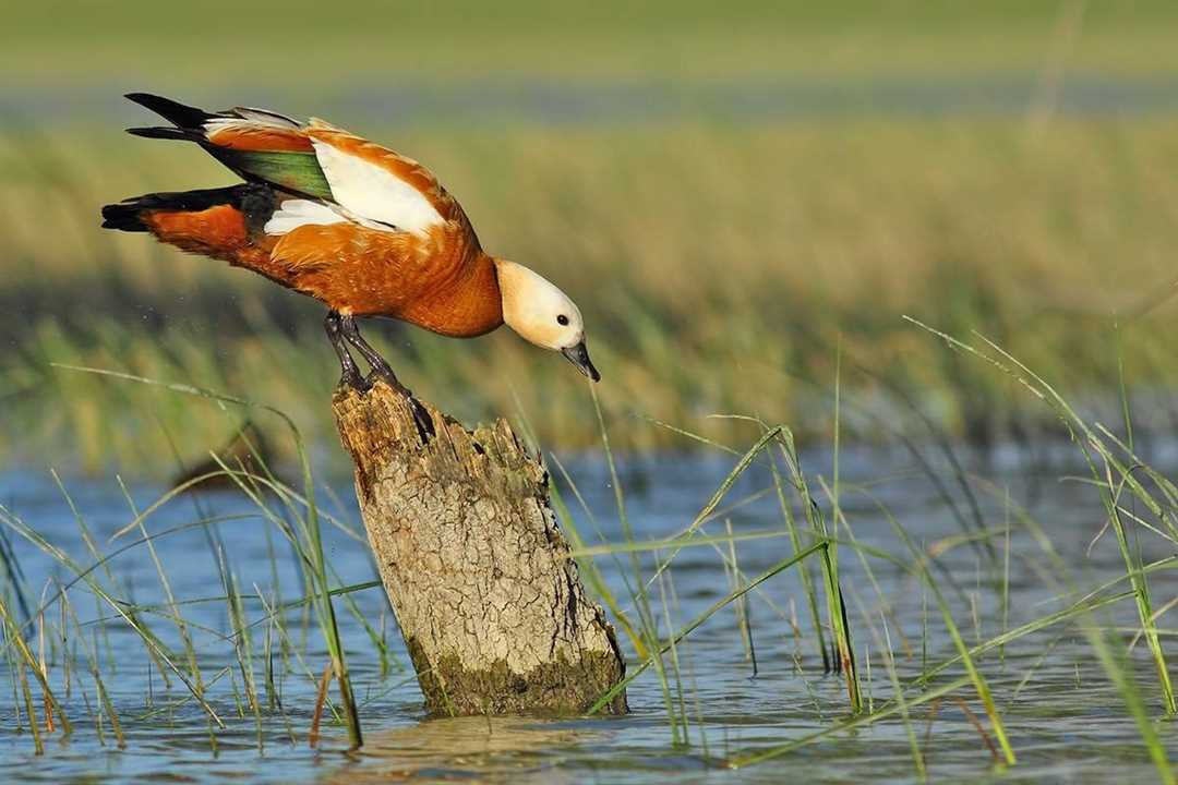 Огарь - птица с красной головой и белым оперением