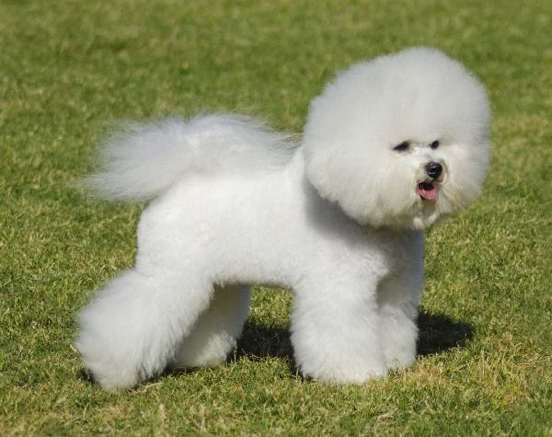 Развитие породы в современном мире