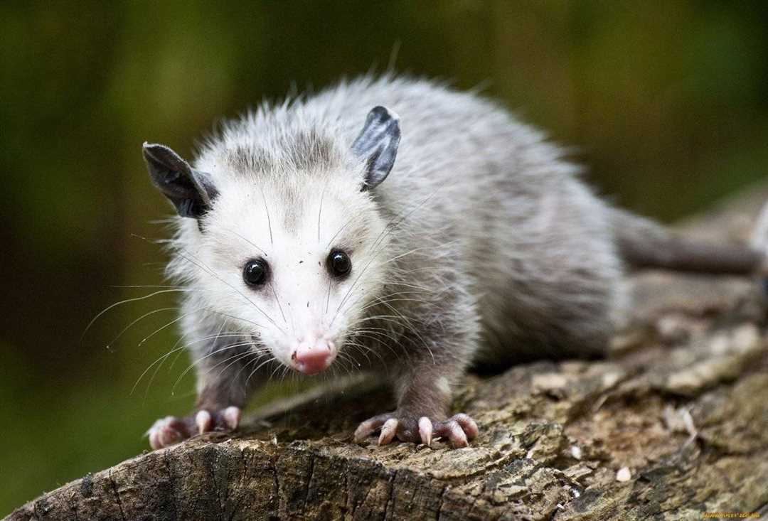 Образ жизни