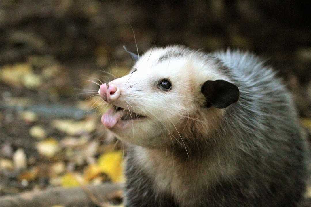 Опоссум: что это за животное?