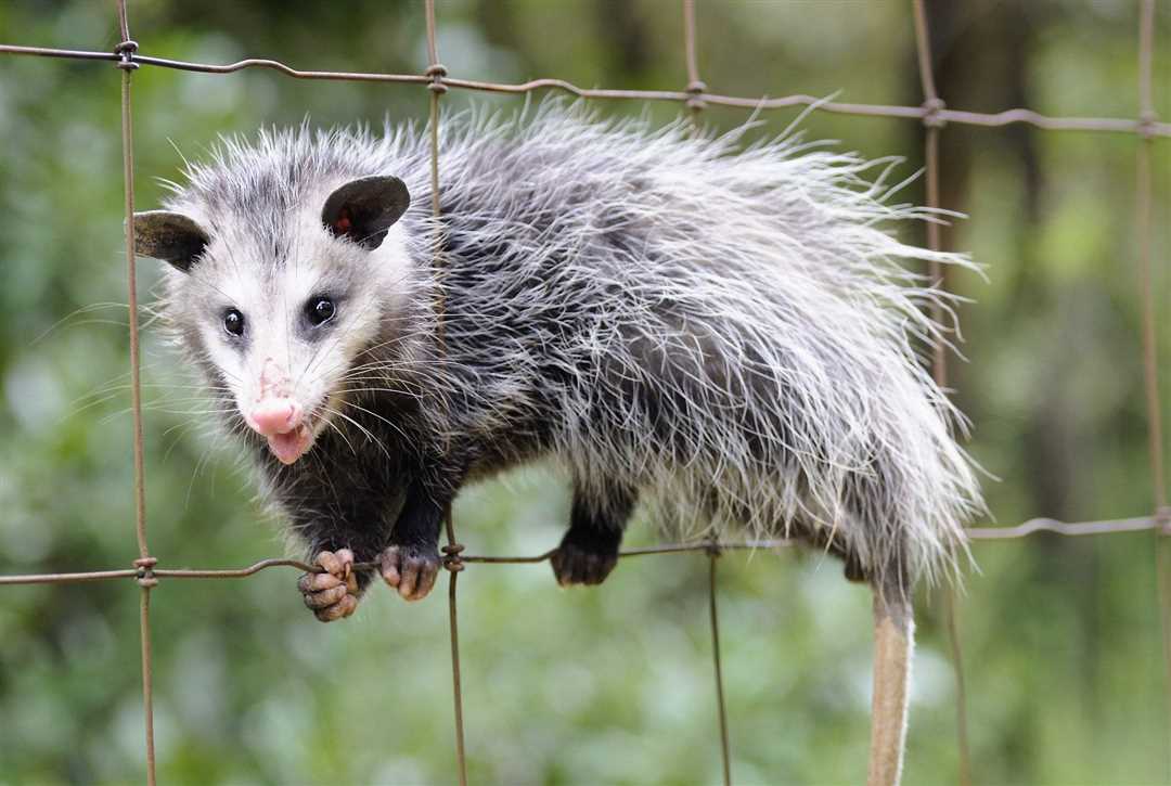 Опоссум фото животное