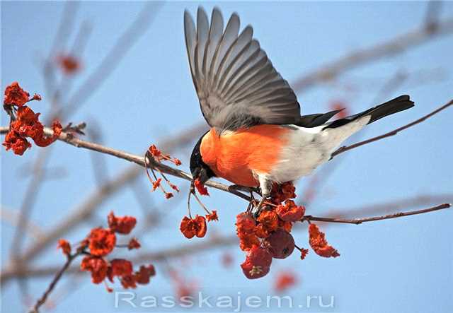 Статус снегиря: перелетная птица или нет?