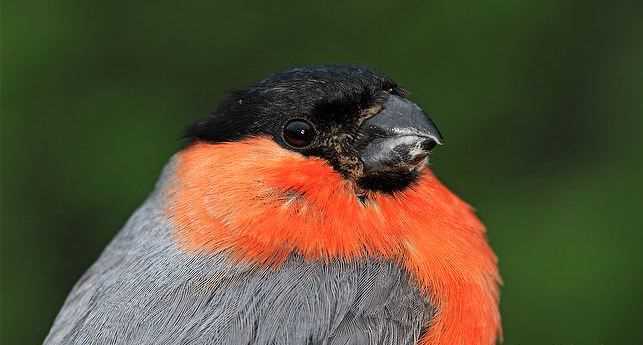 Определение статуса снегиря: перелетная птица или нет?