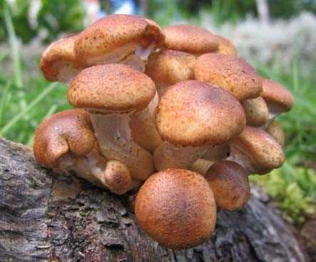 Опята каштаново-буровые