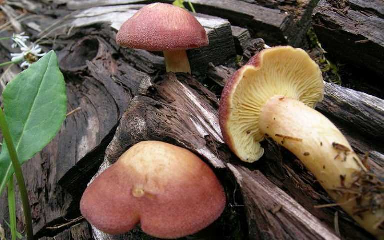 Кулинарное применение опят: