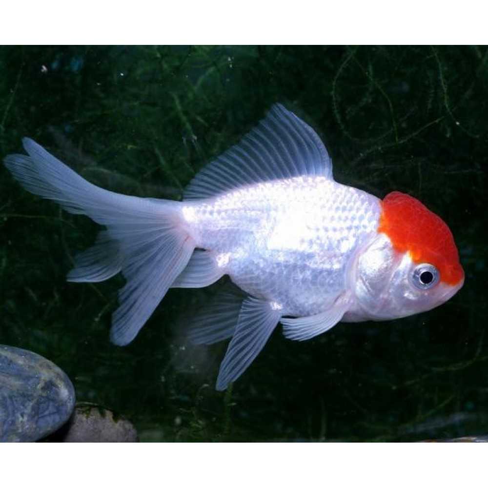 Уход и кормление