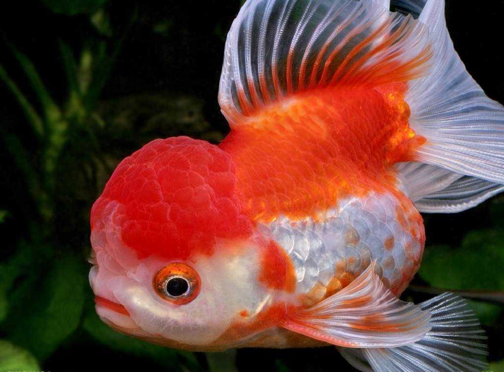 Оранда красная шапочка Оранда красная шапочка