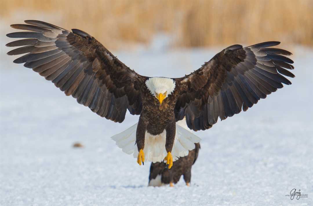 Орлан белохвост фото