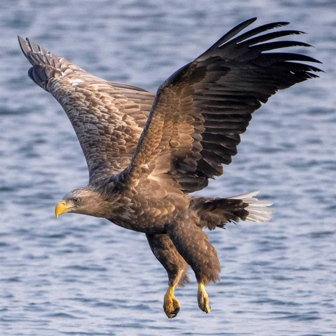 Описание орлана белохвоста - символа Америки