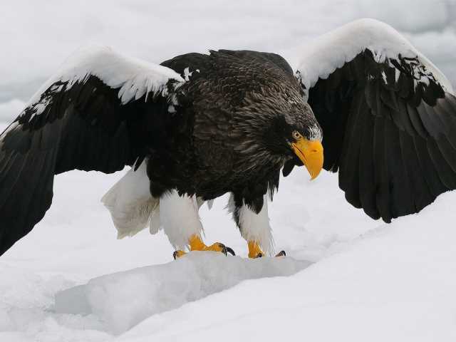 Орлан белохвост фото: узнайте больше о белоголовом орлане