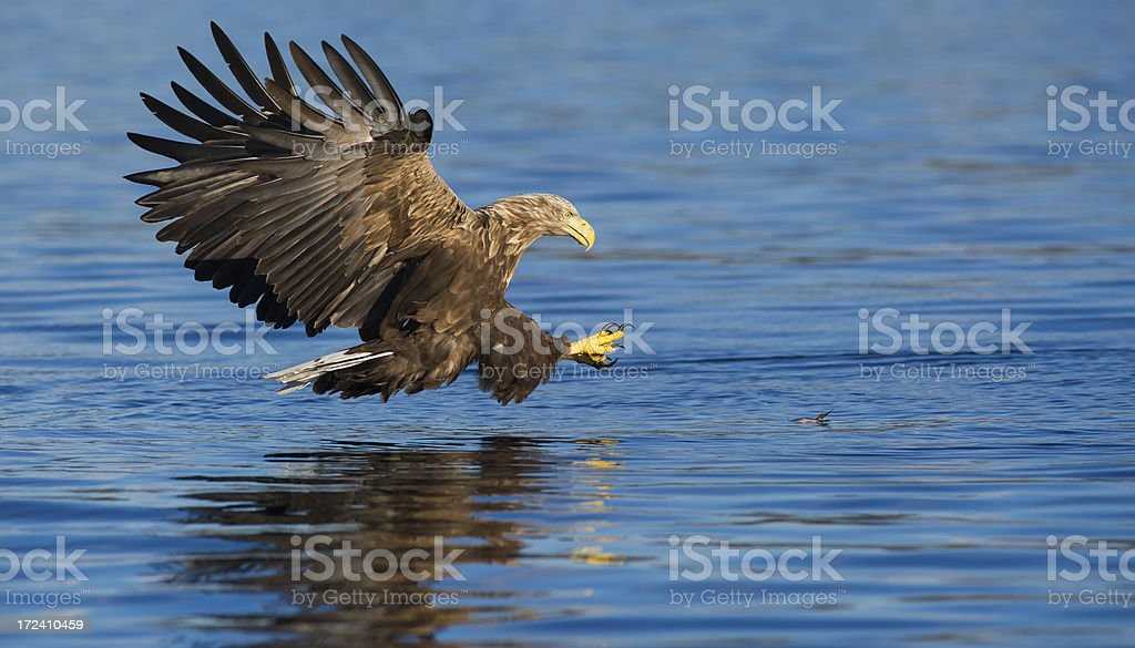 Основные угрозы для вида