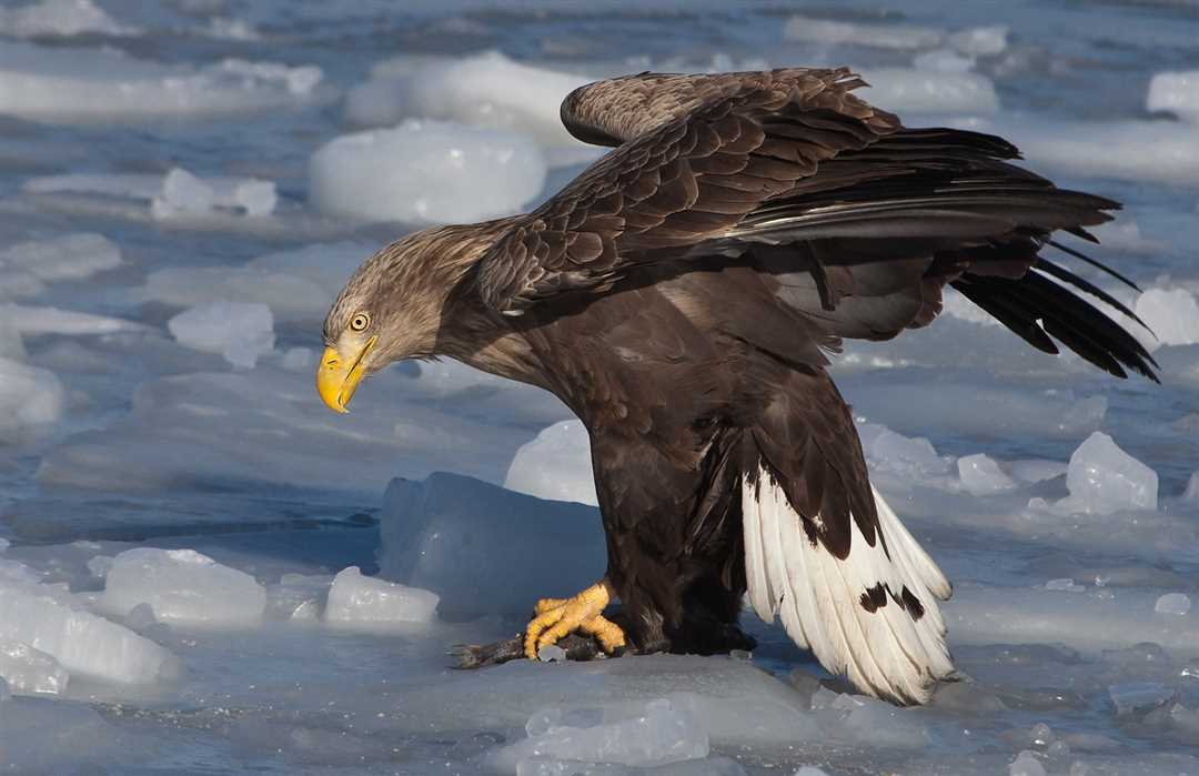 Раскраска белохвостого орлана