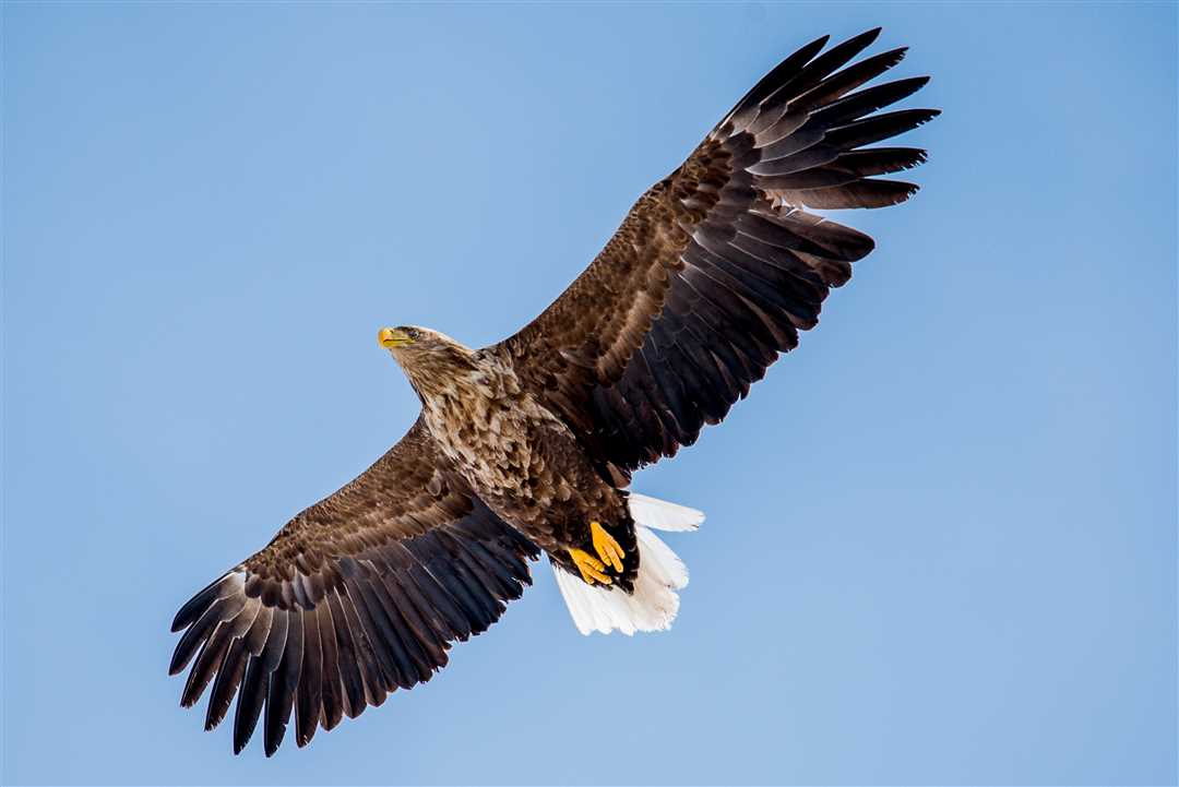 Значение мини раскраски орлана белохвостого