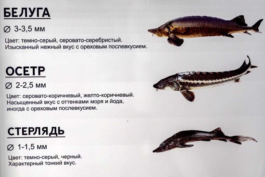 Физические характеристики