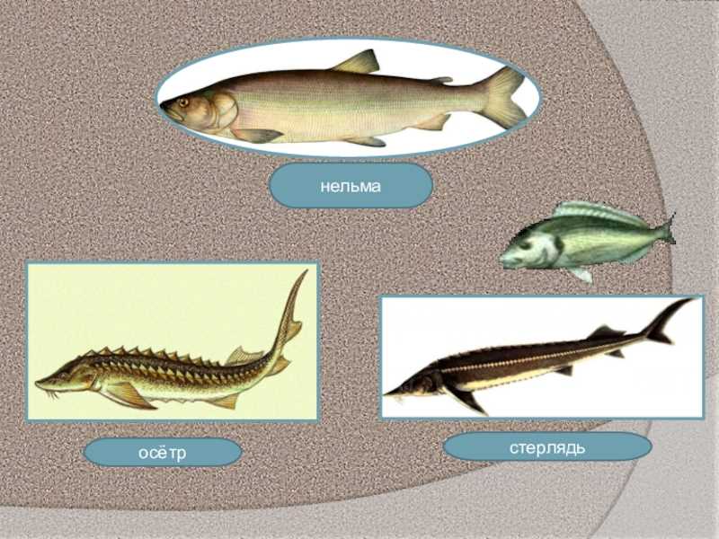 Отличие осетровых. Стерлядь и осетр. Осетровые отличия. Стерлядь и осетр отличия.