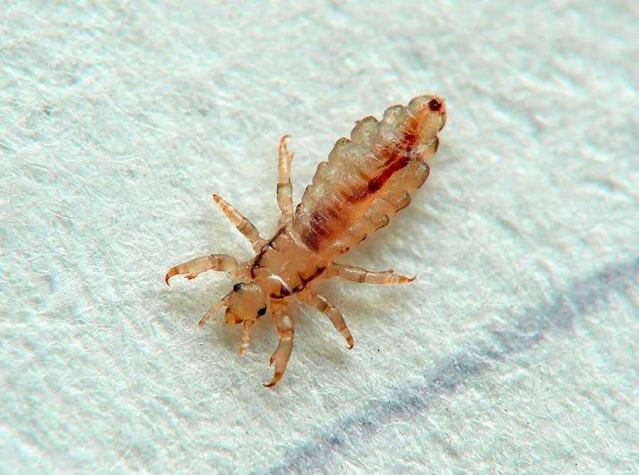 Откуда берутся вши: причины возникновения и способы борьбы