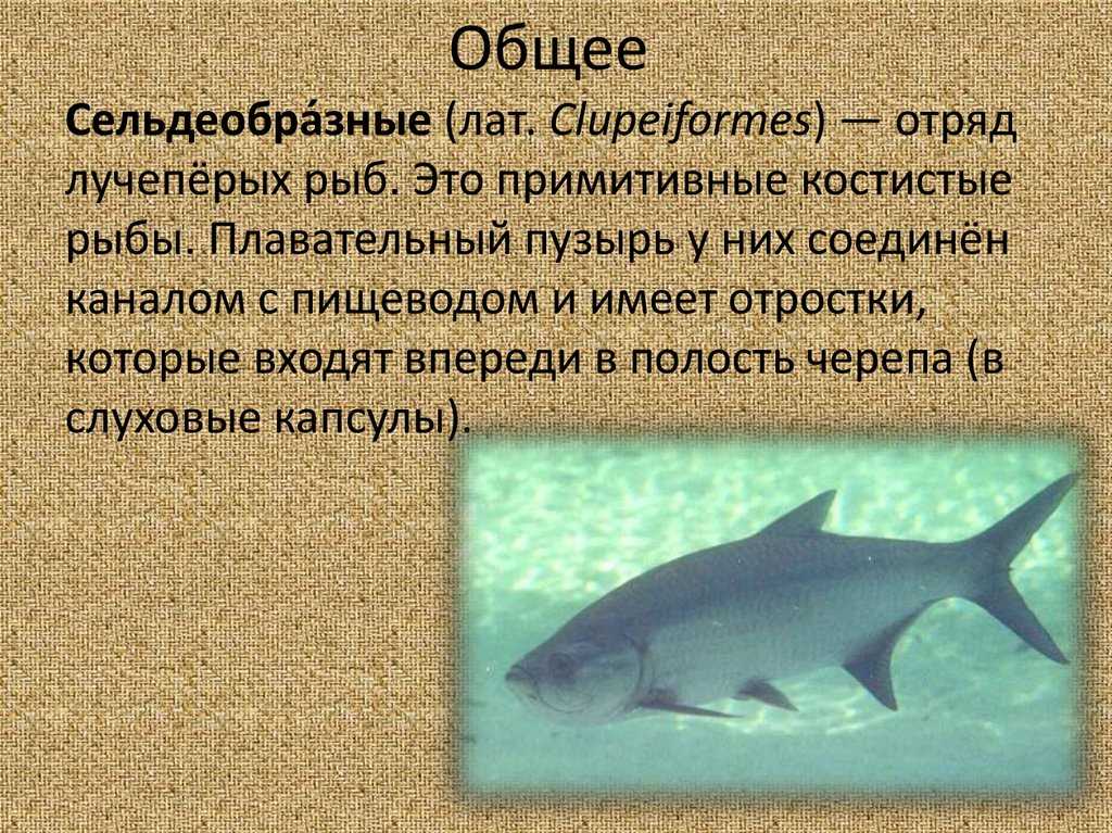 Разнообразие видов отряда сельдеобразные