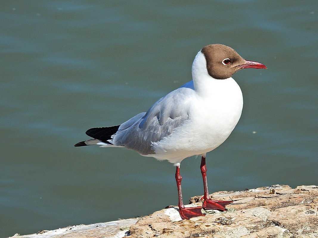 Озерная чайка на фото Озерная чайка фото