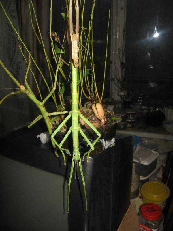 Чем питаются палочники?